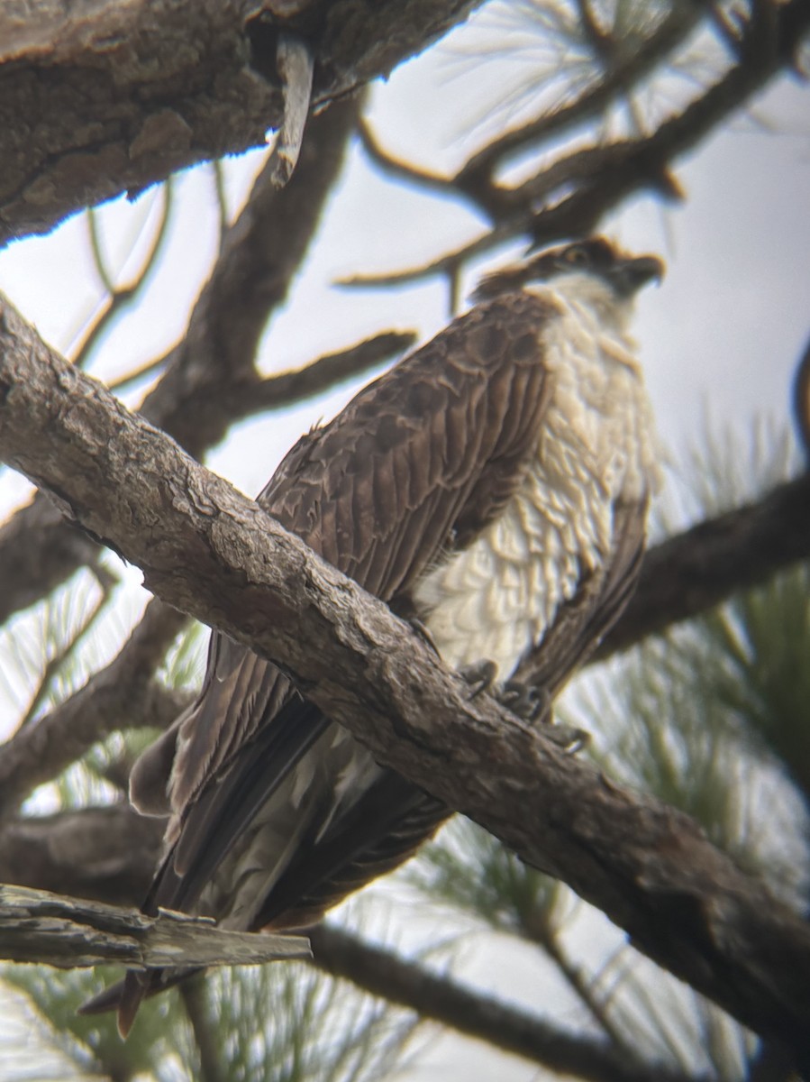 ミサゴ - ML647151630