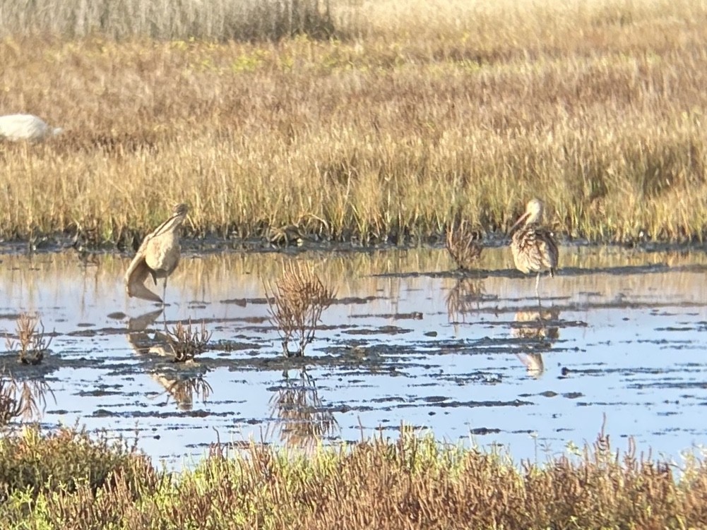 Кульон американський - ML647151633