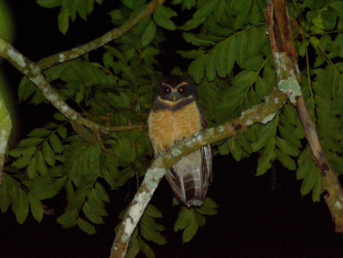 Tawny-browed Owl - ML647151634