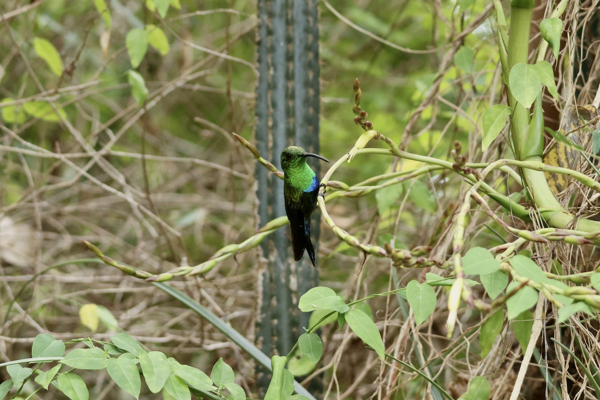 Green-throated Carib - ML647151636