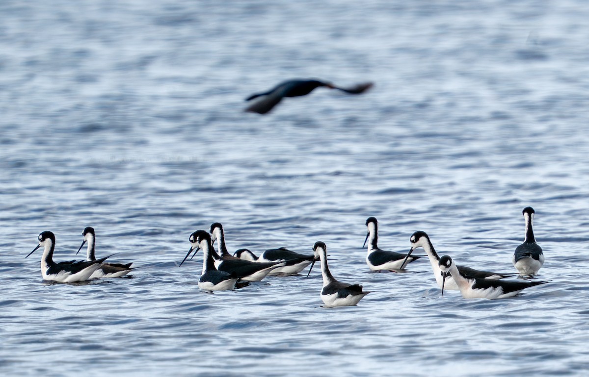 pisila černokrká - ML647151646