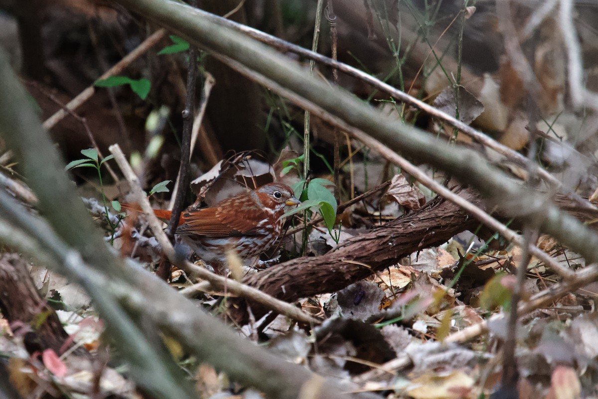 strnadec kaštanový - ML647151648