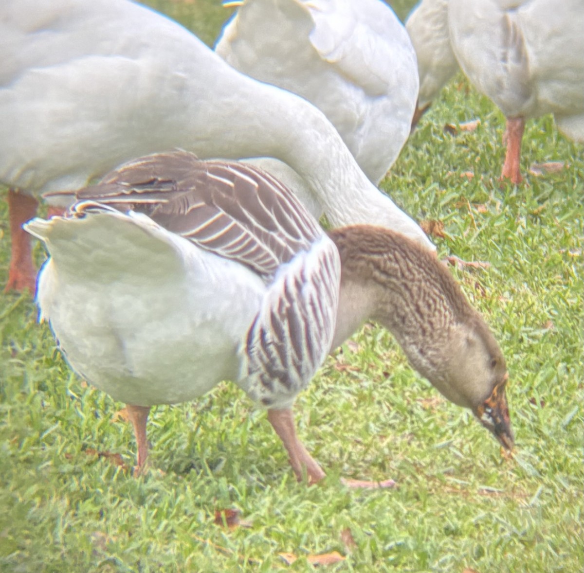 雑種 ハイイロガン x サカツラガン - ML647151649