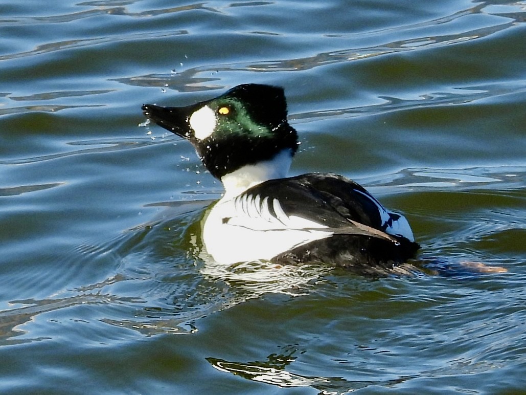 Гоголь зеленоголовий - ML647151662