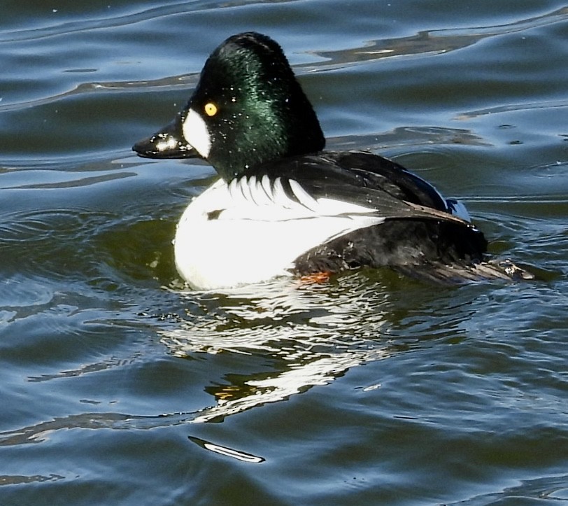 Гоголь зеленоголовий - ML647151663