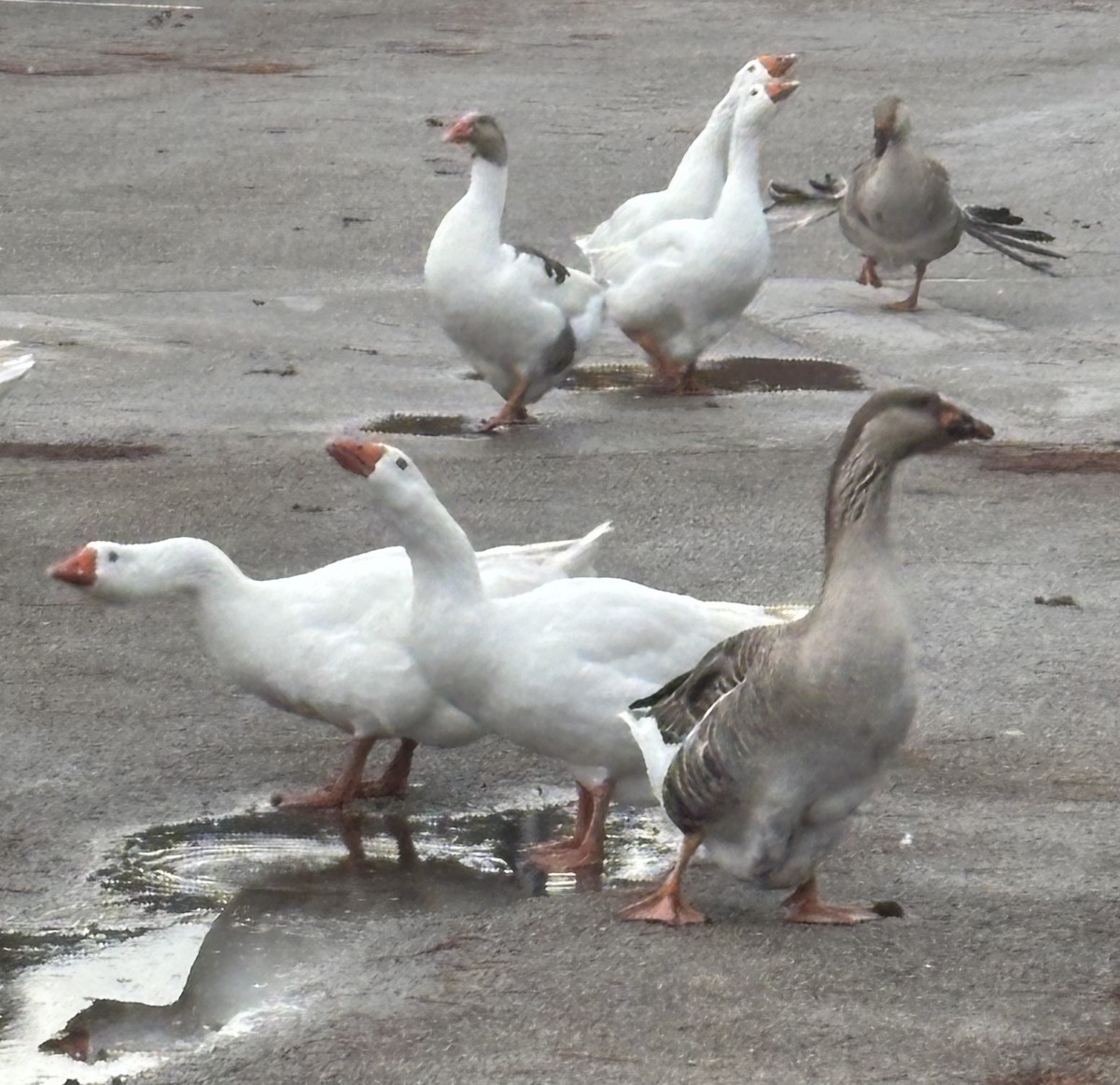 雑種 ハイイロガン x サカツラガン - ML647151671