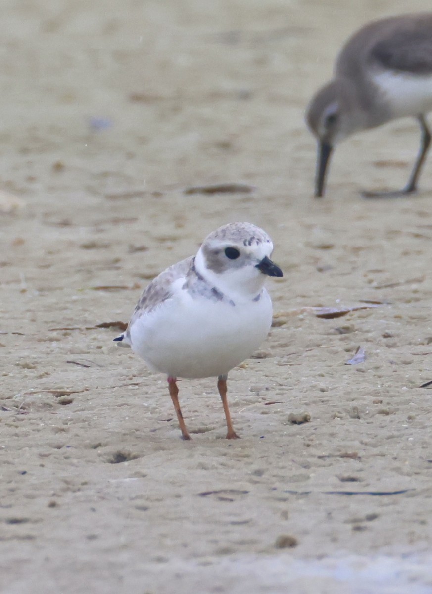 Piping Plover - ML647151674