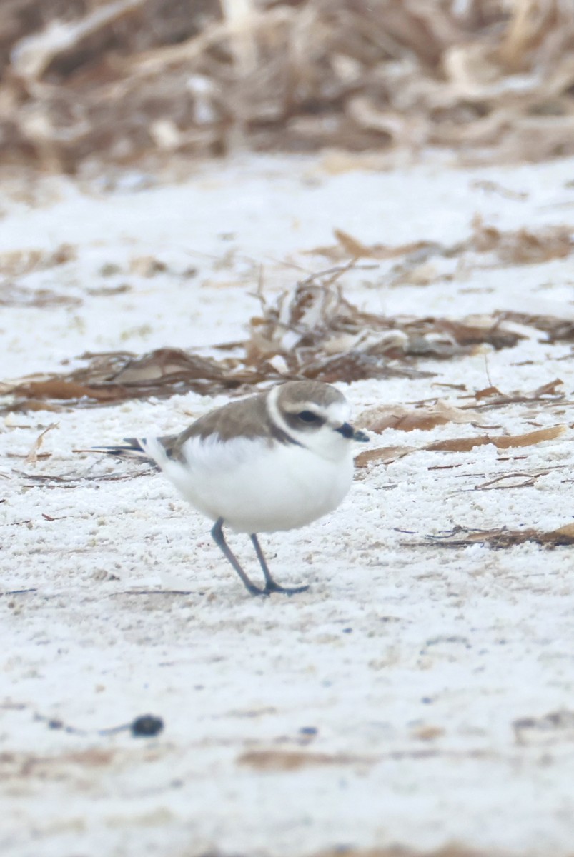 Piping Plover - ML647151675