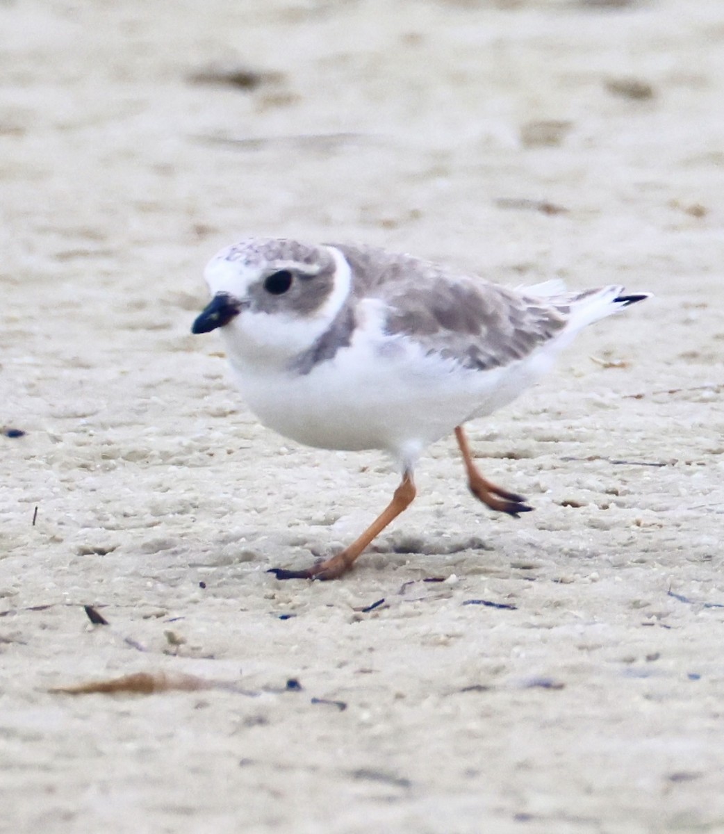 Piping Plover - ML647151676