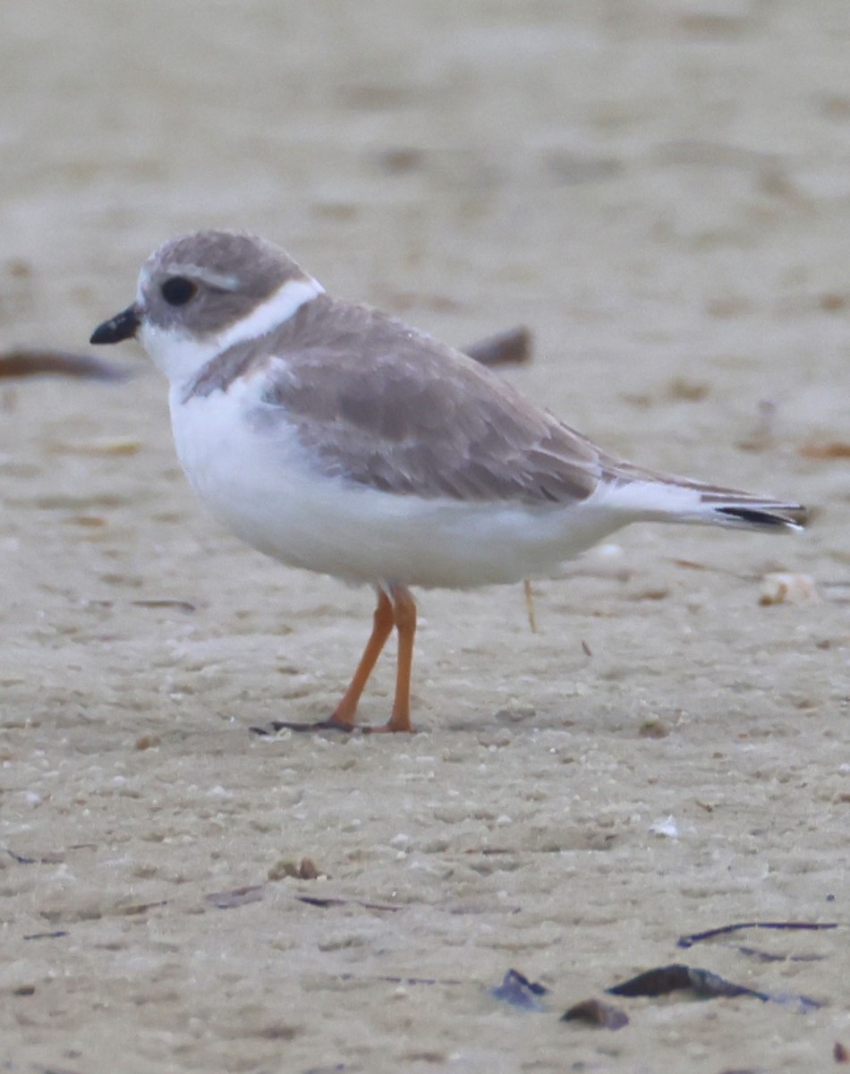 Piping Plover - ML647151677