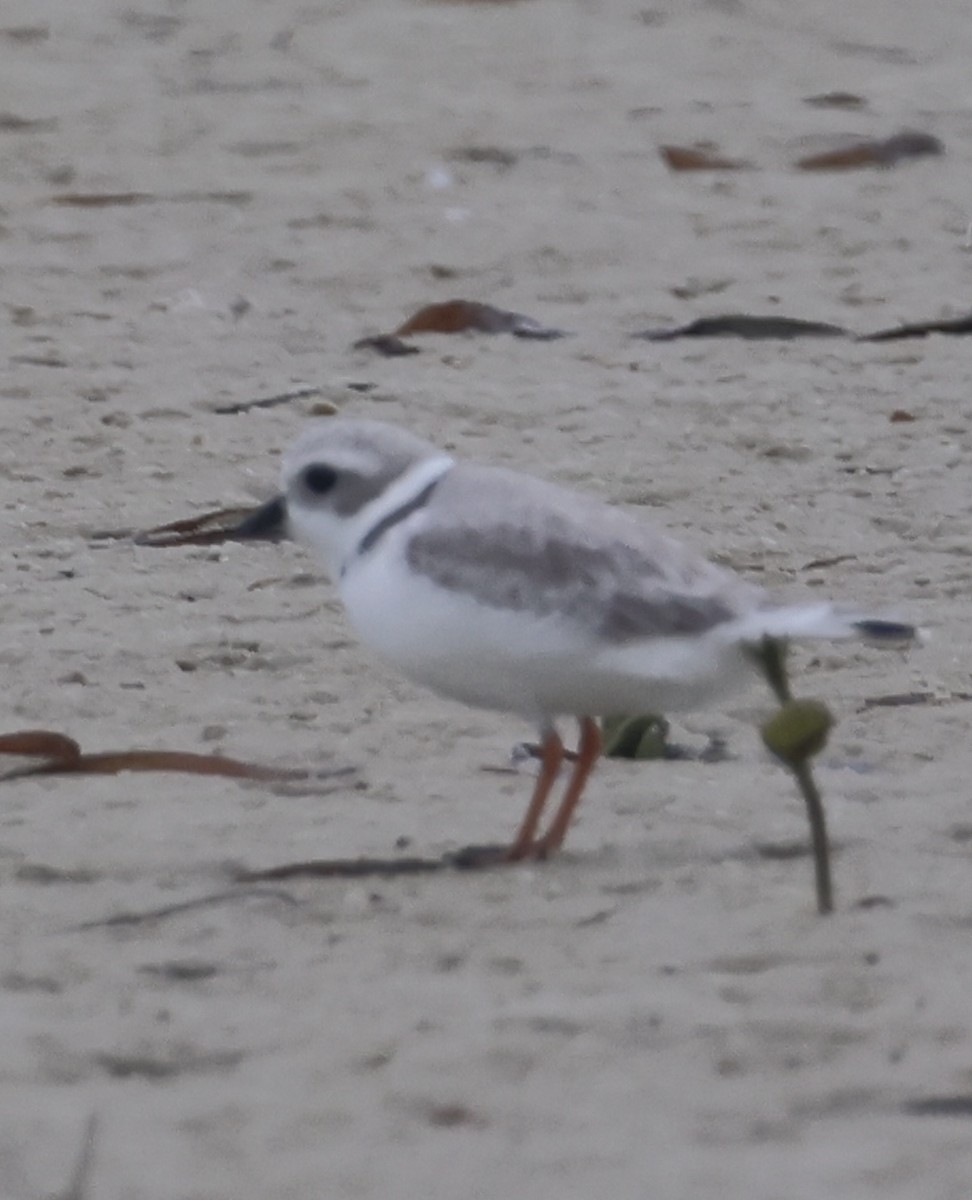 Piping Plover - ML647151678