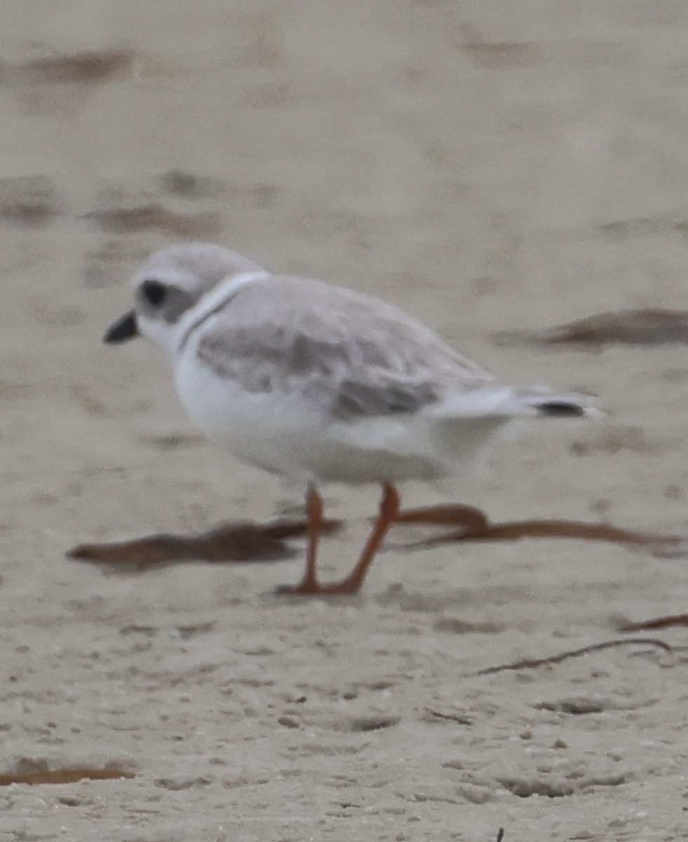 Piping Plover - ML647151679