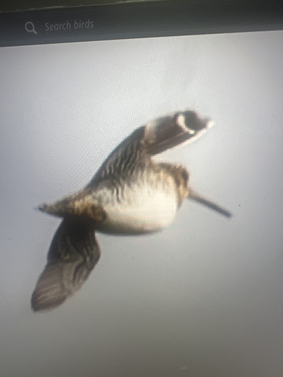 Wilson's Snipe - ML647151681