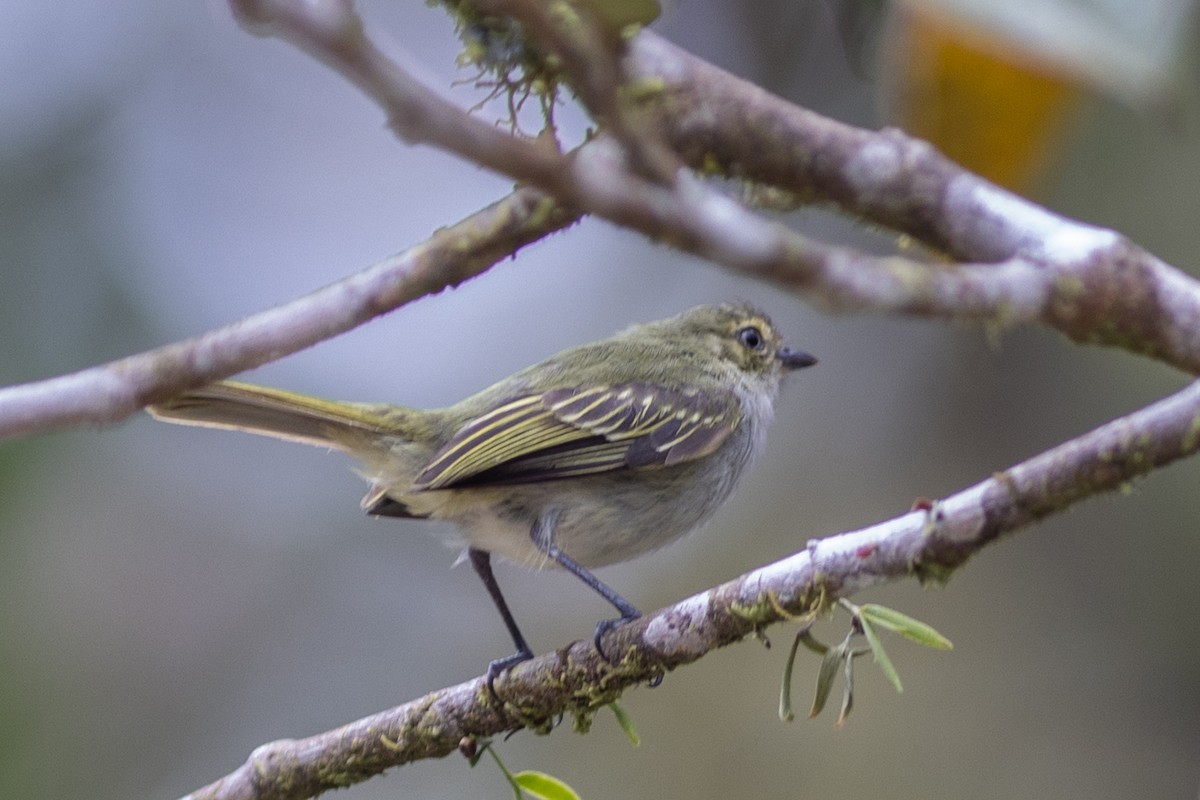 Choco Tyrannulet - ML647151683