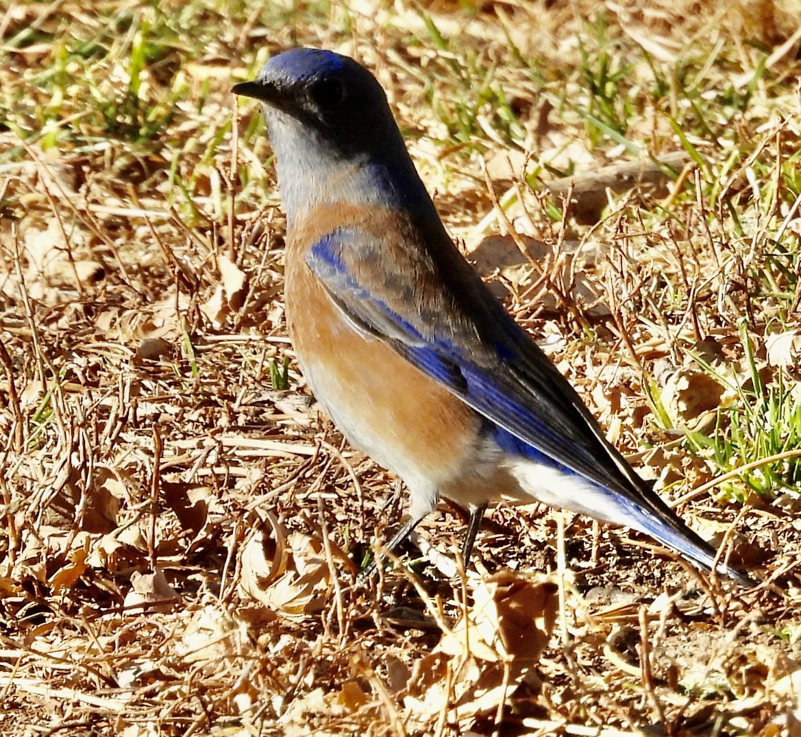 Блакитник західний - ML647151693