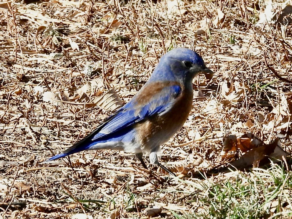 Блакитник західний - ML647151694