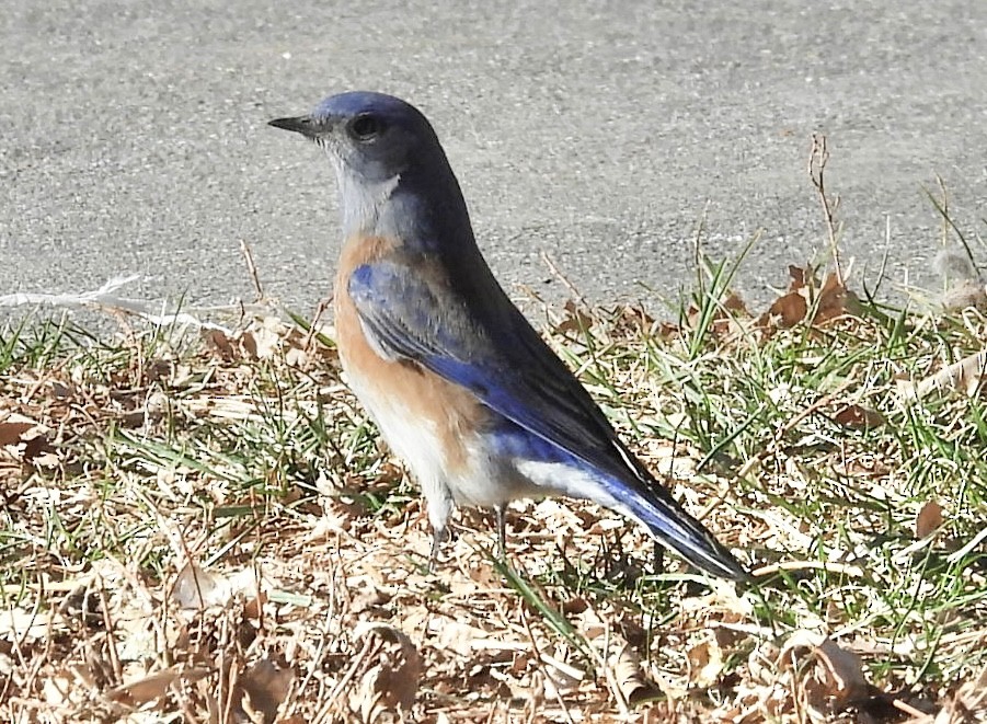 Блакитник західний - ML647151695