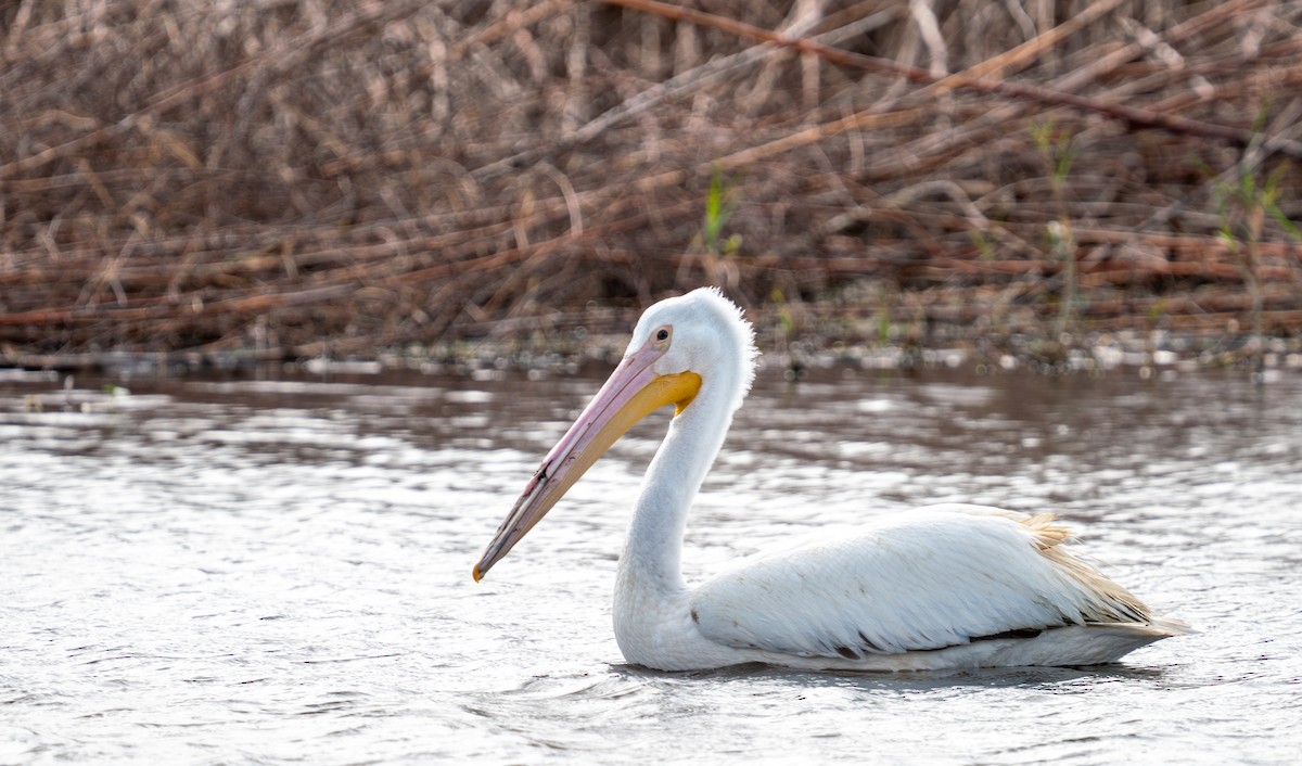 pelikán severoamerický - ML647151706