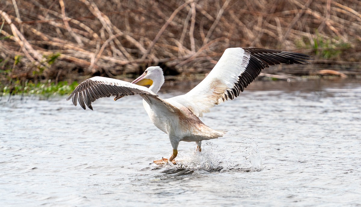 pelikán severoamerický - ML647151709