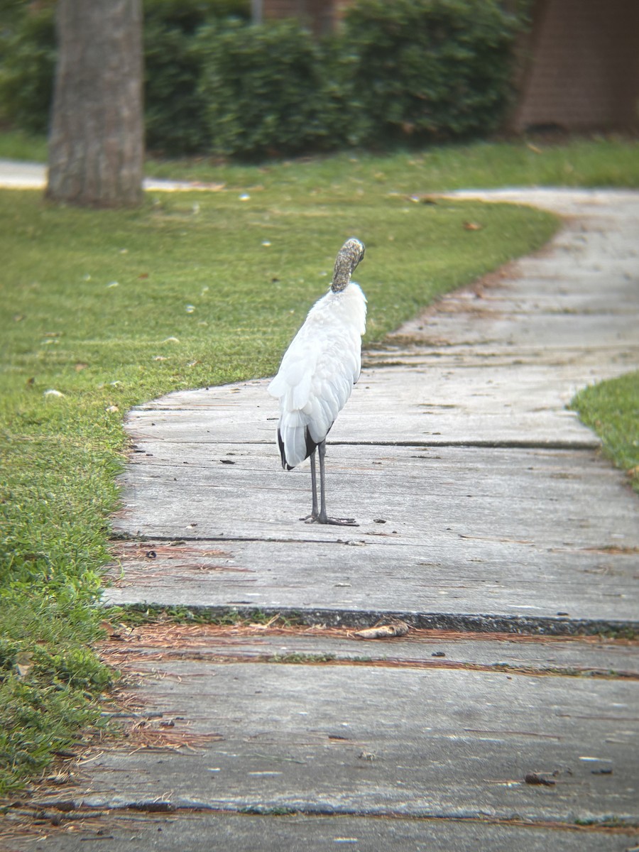 アメリカトキコウ - ML647151711