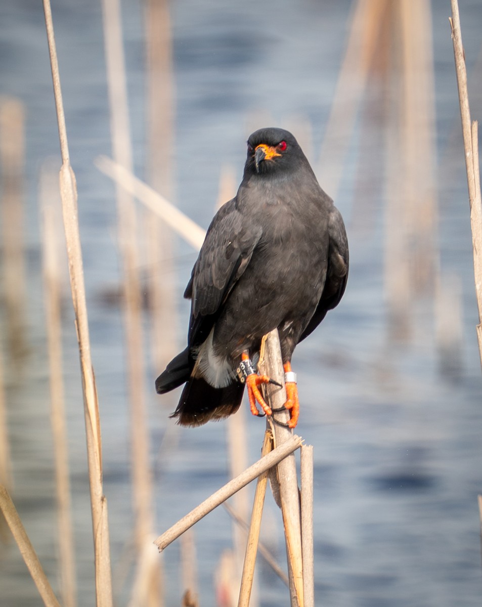 plžojed bažinný - ML647151724