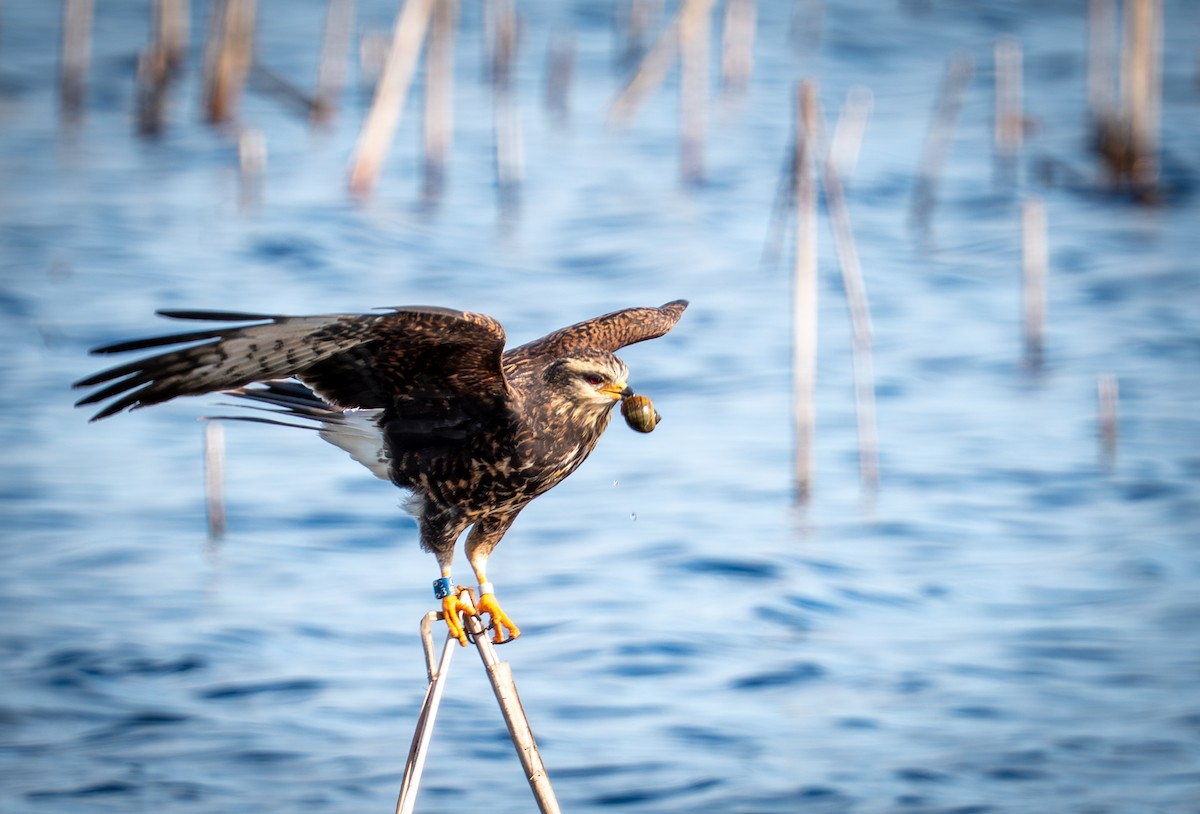 plžojed bažinný - ML647151725