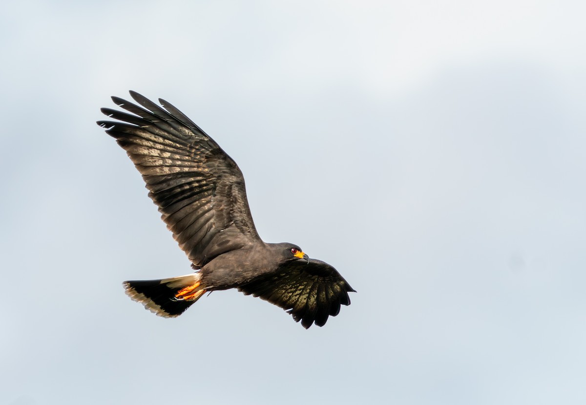 plžojed bažinný - ML647151726