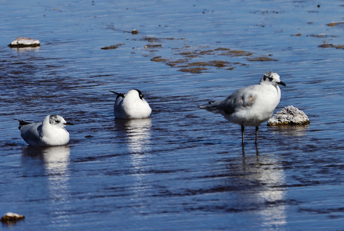 Andean Gull - ML647151740