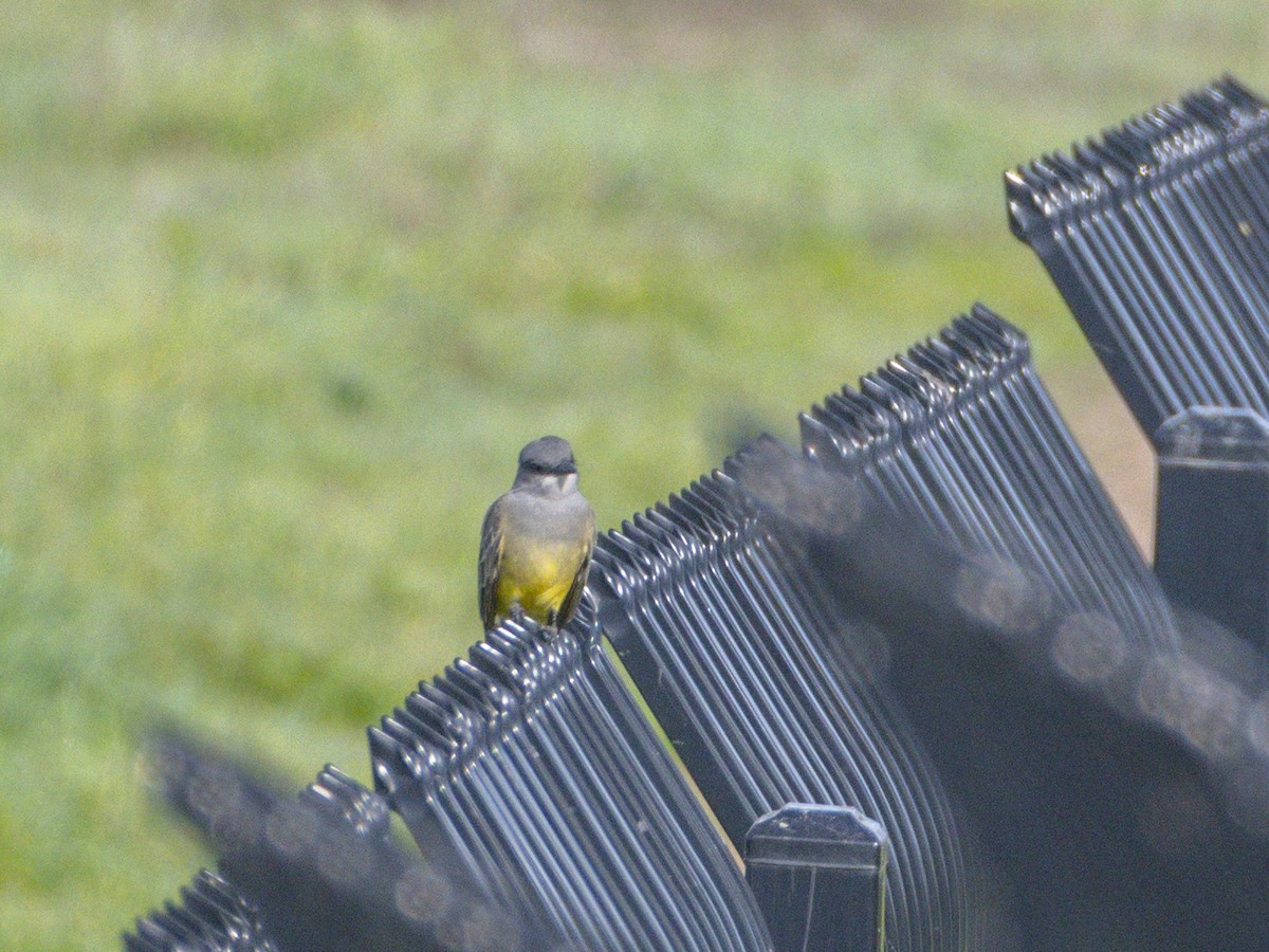 Тиран-крикун - ML647151758