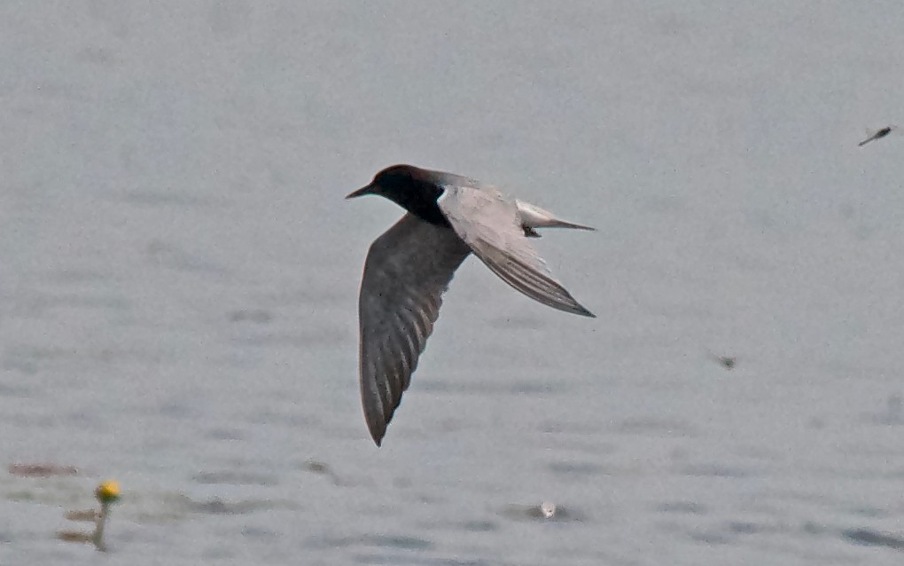 Крячок чорний - ML647151760