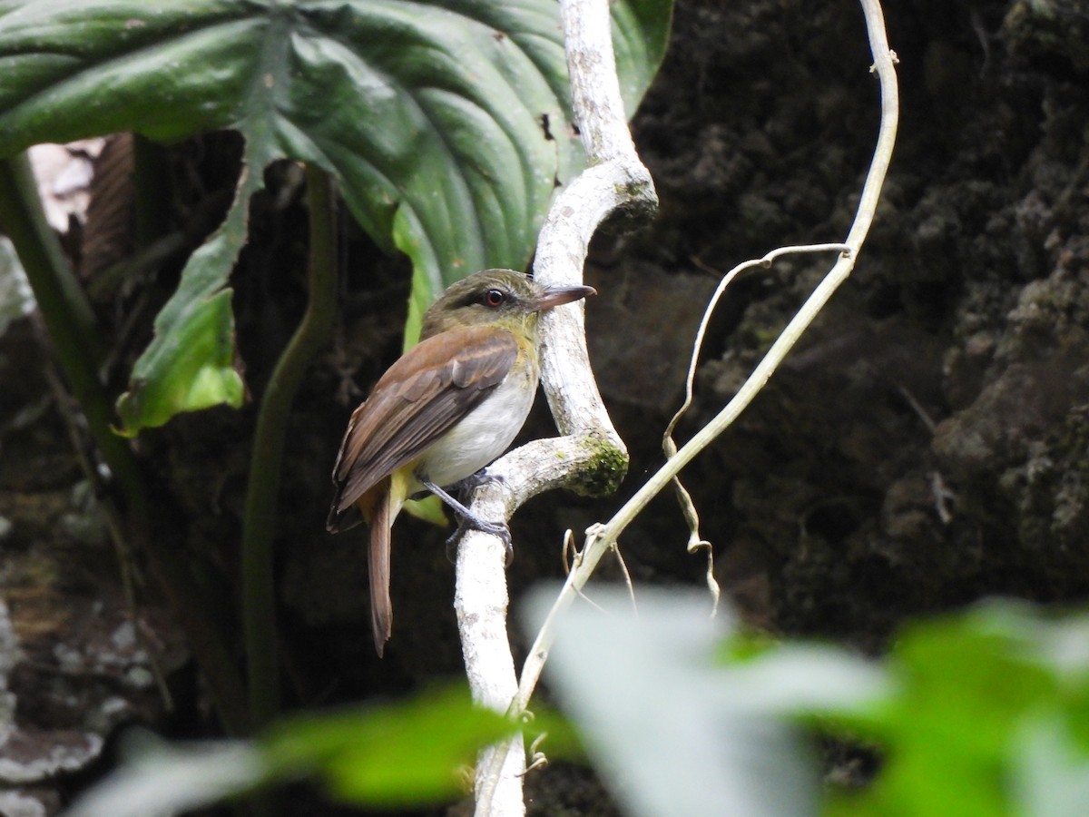 Атіла золотогузий - ML647151762