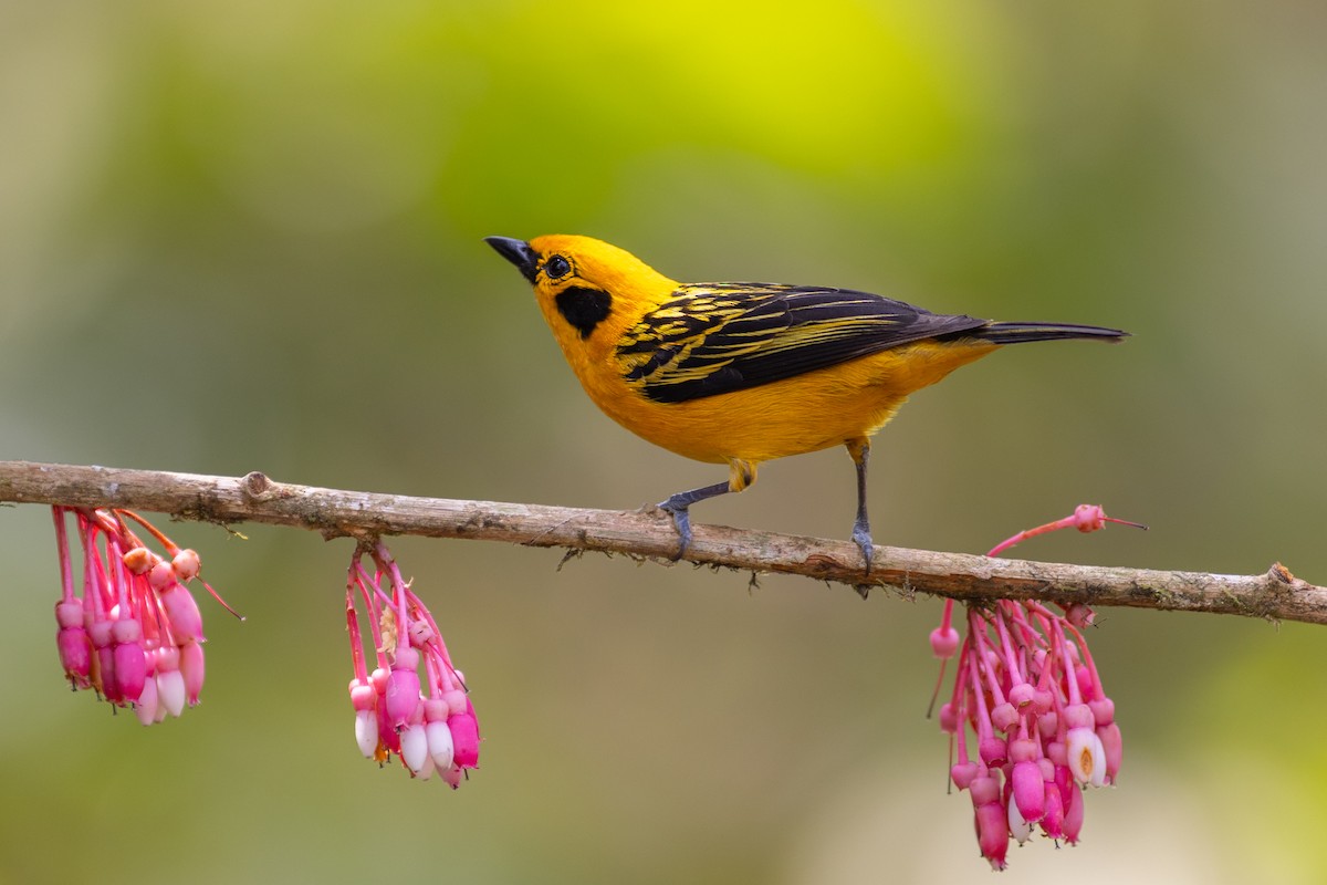 Танагра золота [група aurulenta] - ML647151763