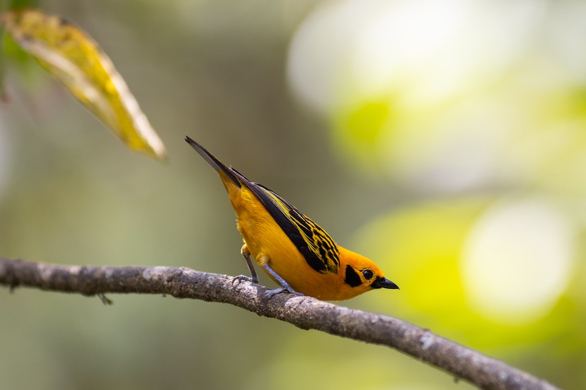 Танагра золота [група aurulenta] - ML647151764