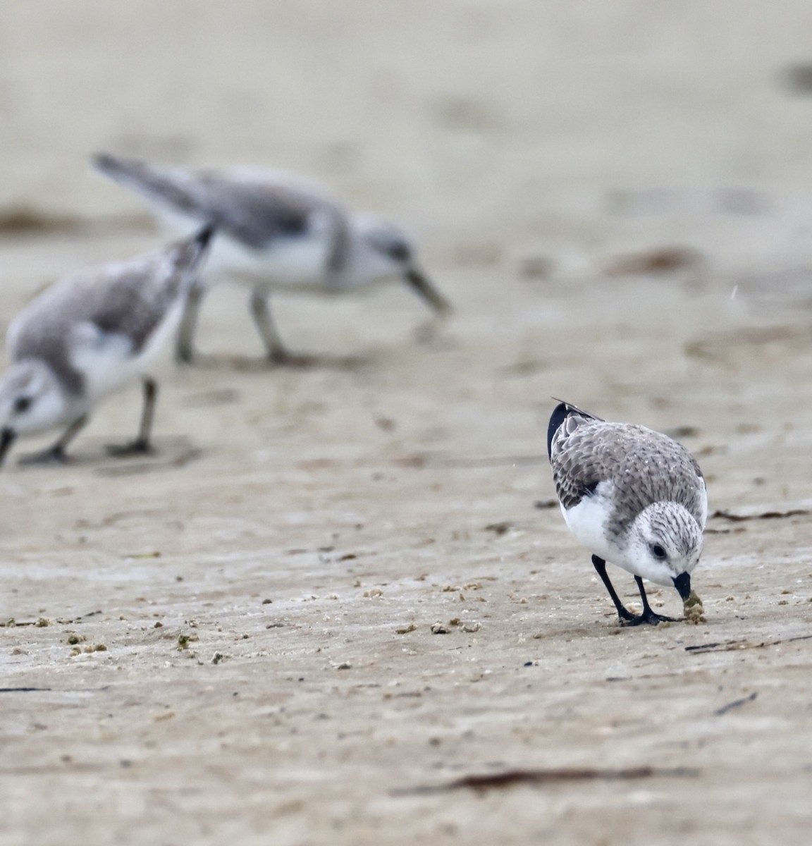 Побережник білий - ML647151766