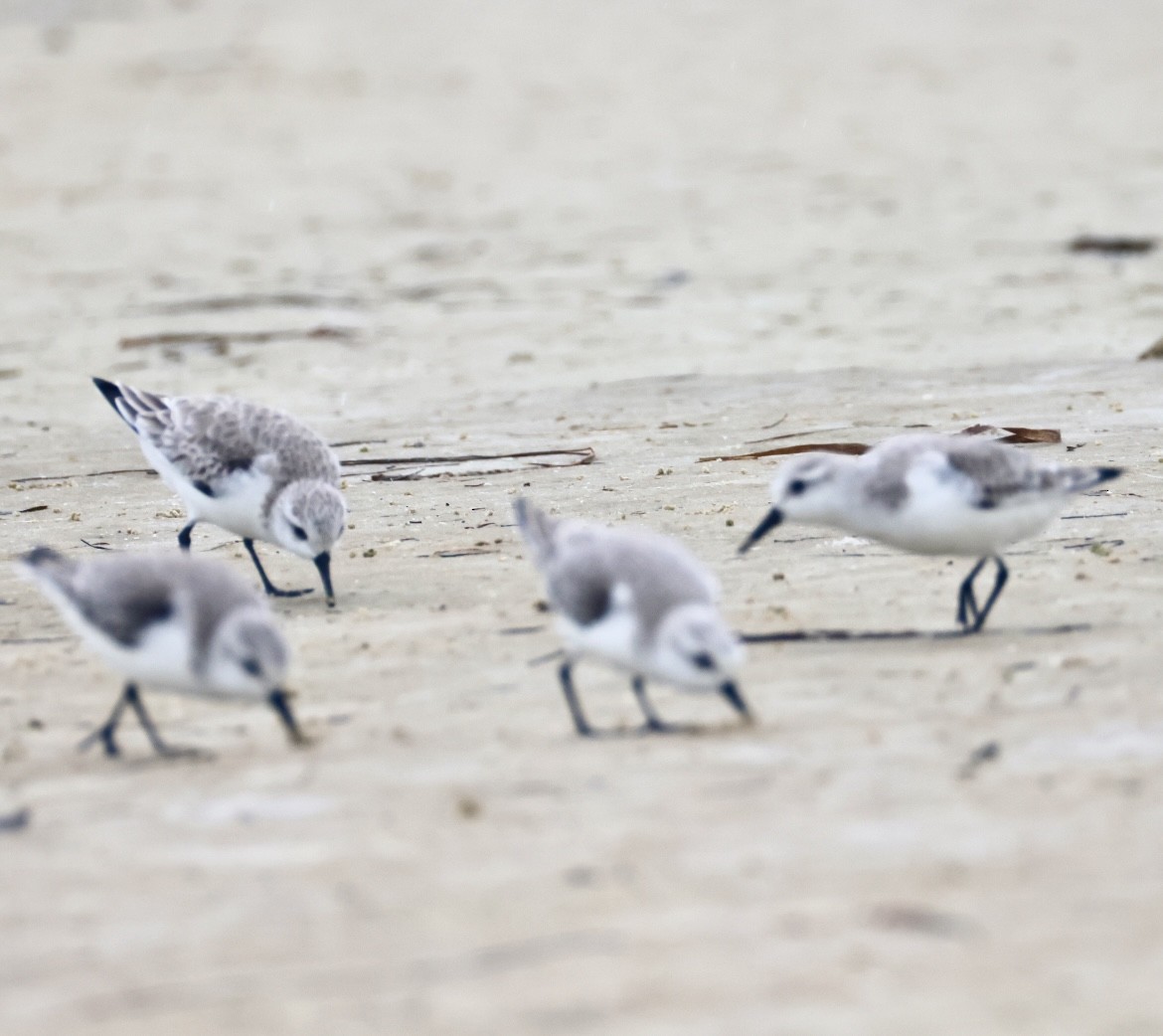 Побережник білий - ML647151767