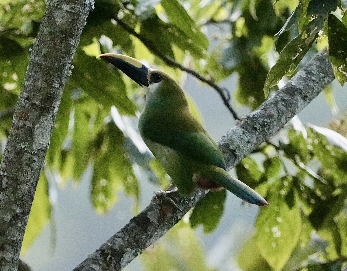 Тукан оливковоголовий - ML647151769