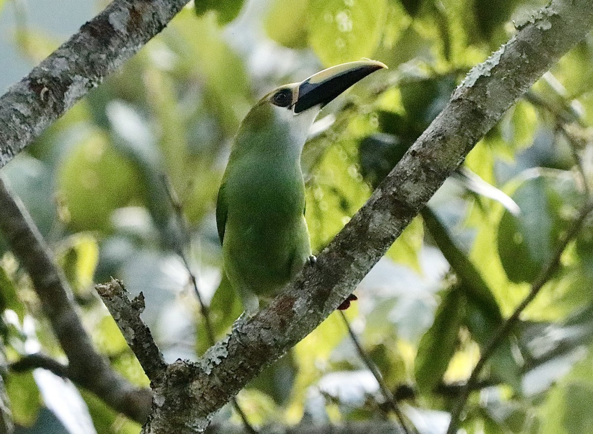 Тукан оливковоголовий - ML647151770