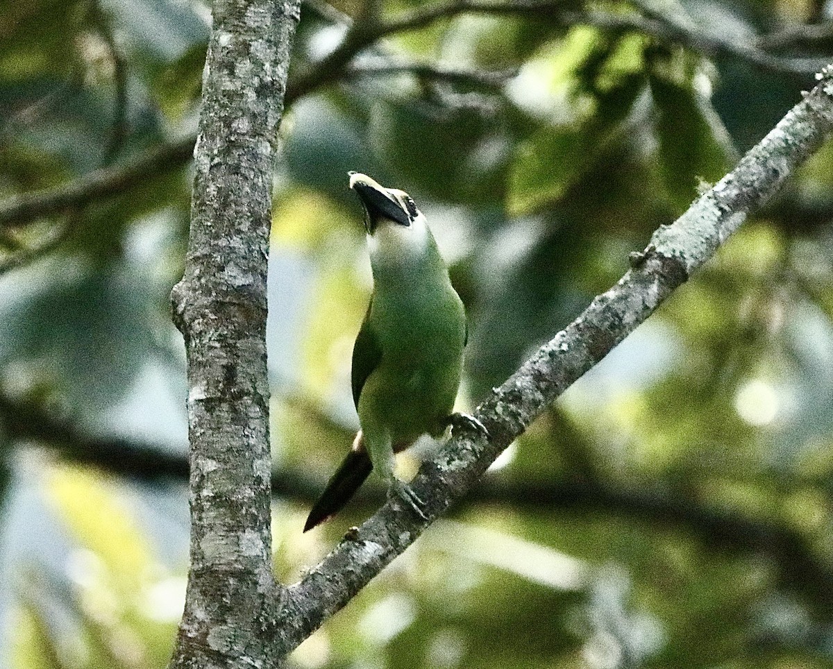 Тукан оливковоголовий - ML647151771