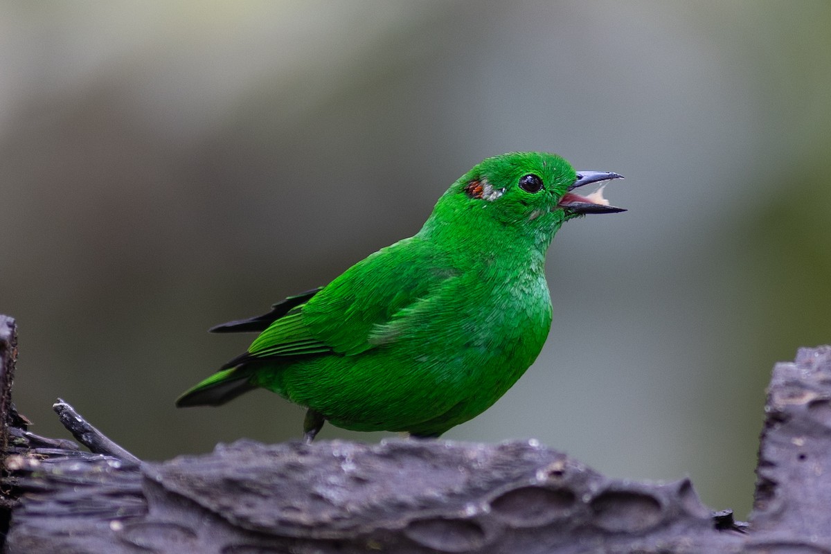 Танагра-білозір зелена - ML647151772