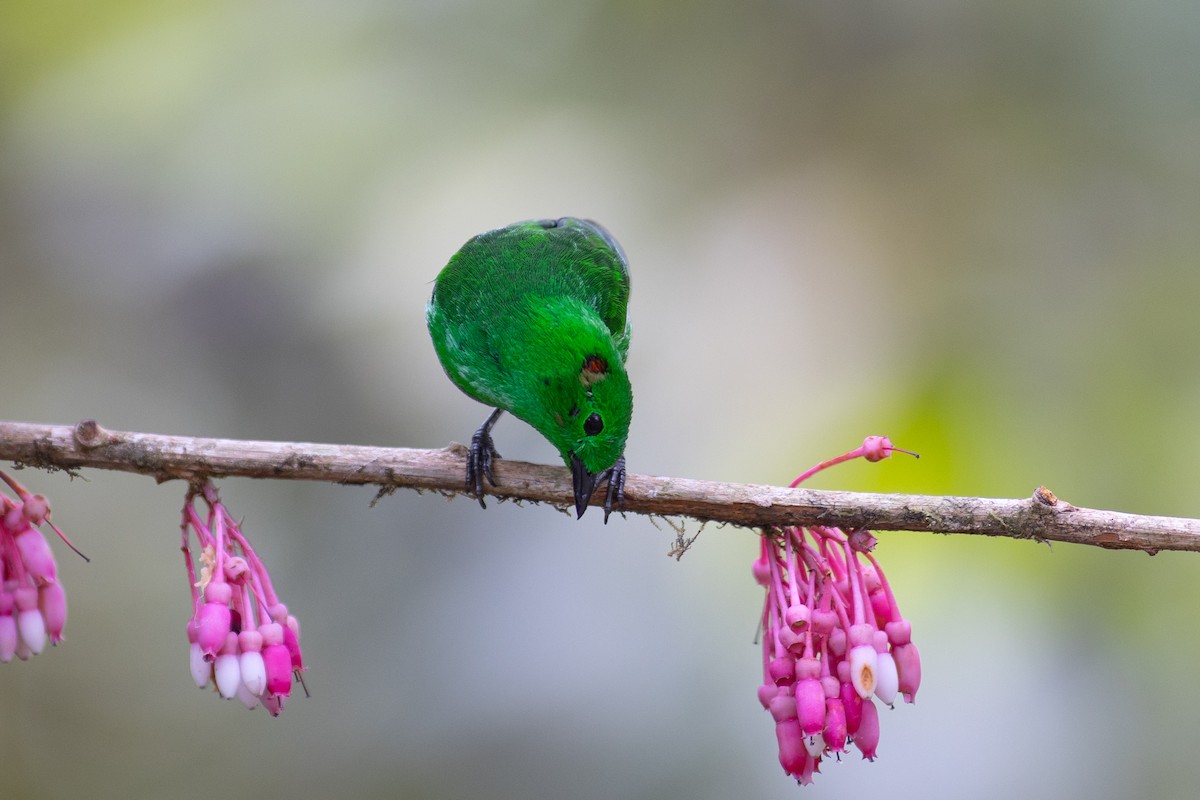 Танагра-білозір зелена - ML647151773
