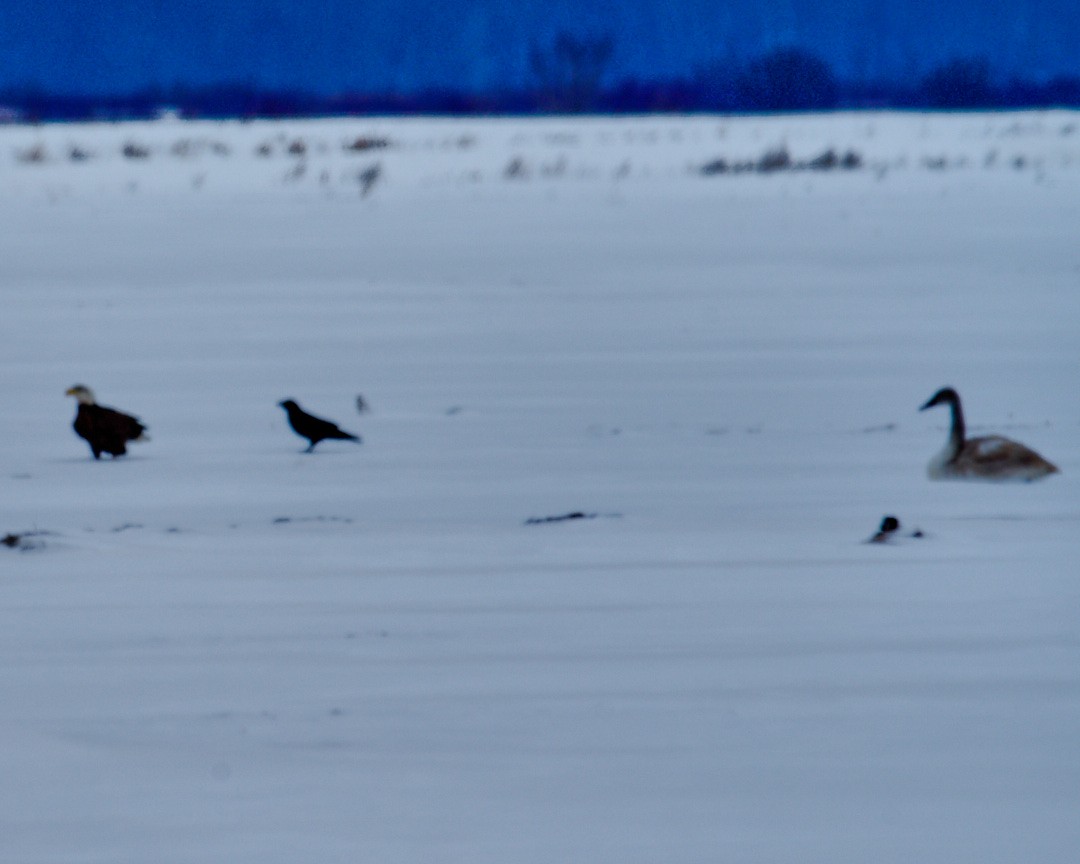 Орлан білоголовий - ML647151775