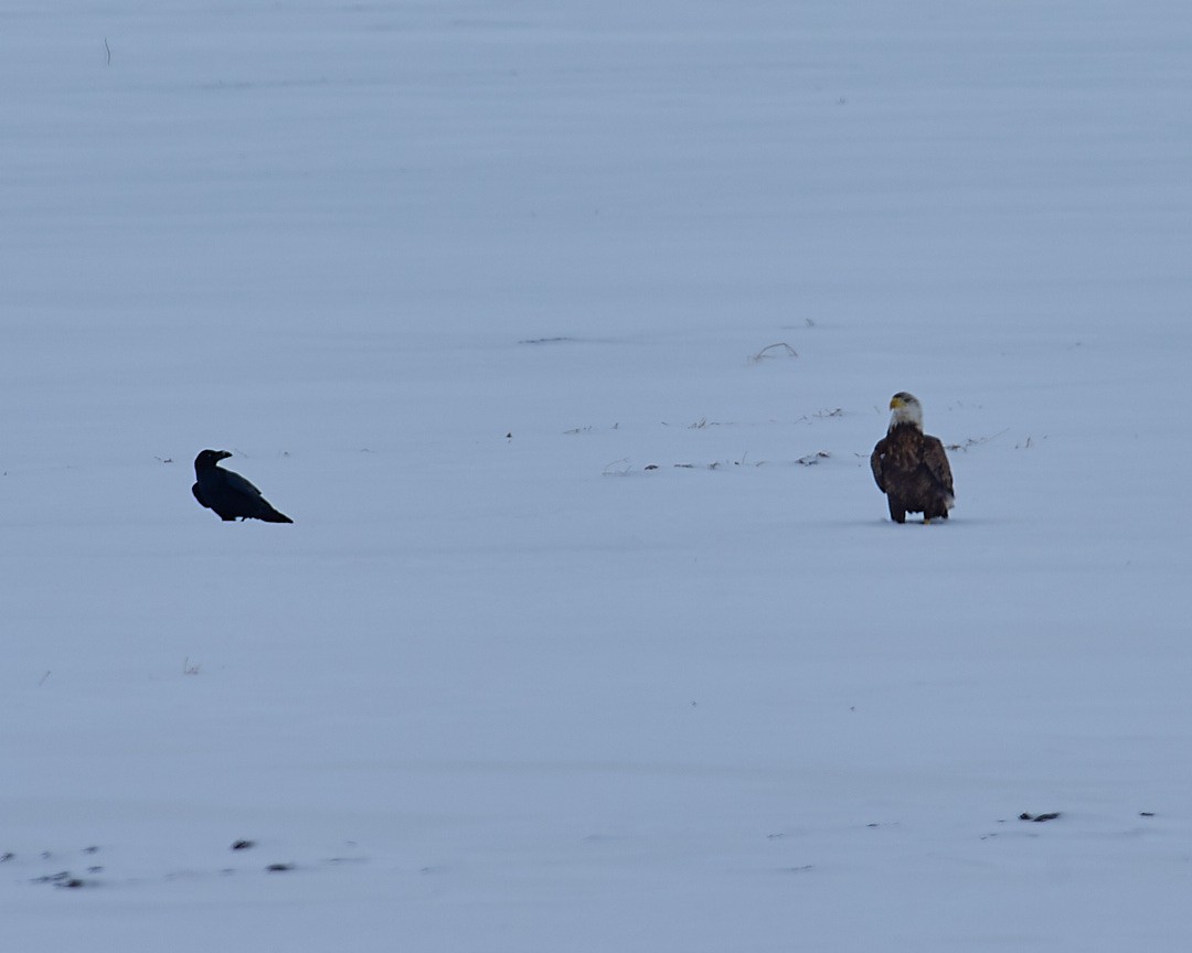 Орлан білоголовий - ML647151776