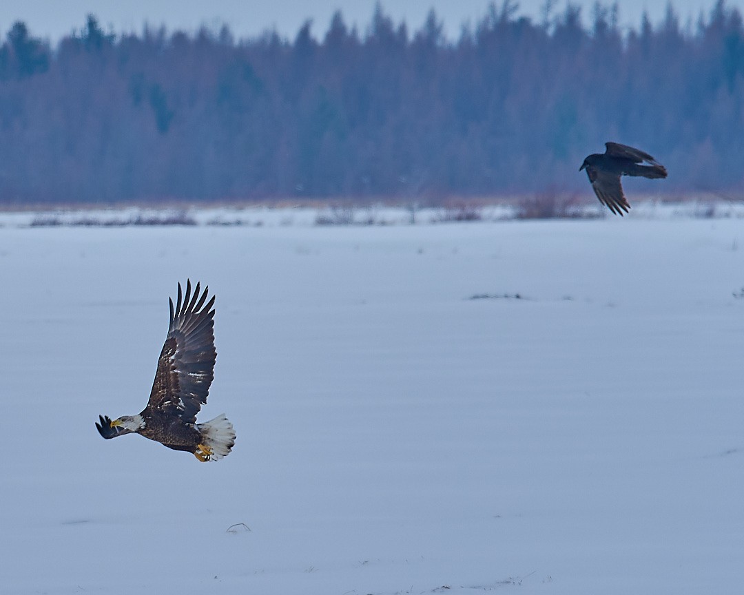 Орлан білоголовий - ML647151778