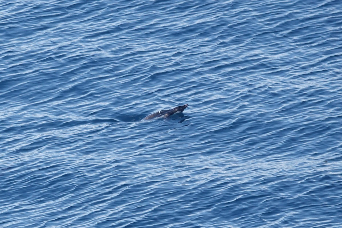 Пінгвін Аделі - ML647151779