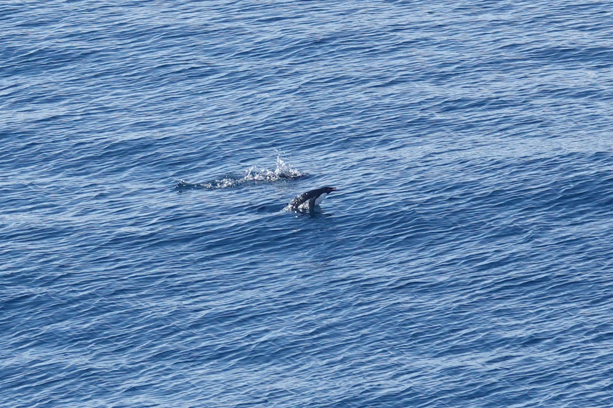 Пінгвін Аделі - ML647151780