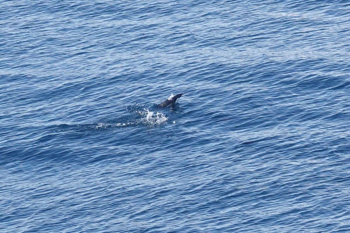 Пінгвін Аделі - ML647151781