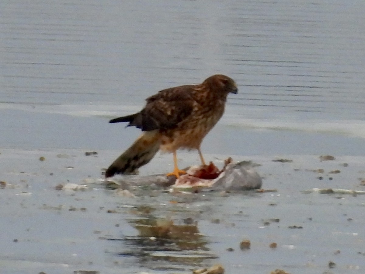 Лунь американський - ML647151784