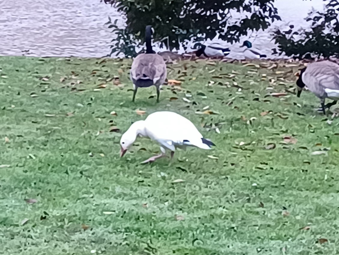 Гуска біла - ML647151785