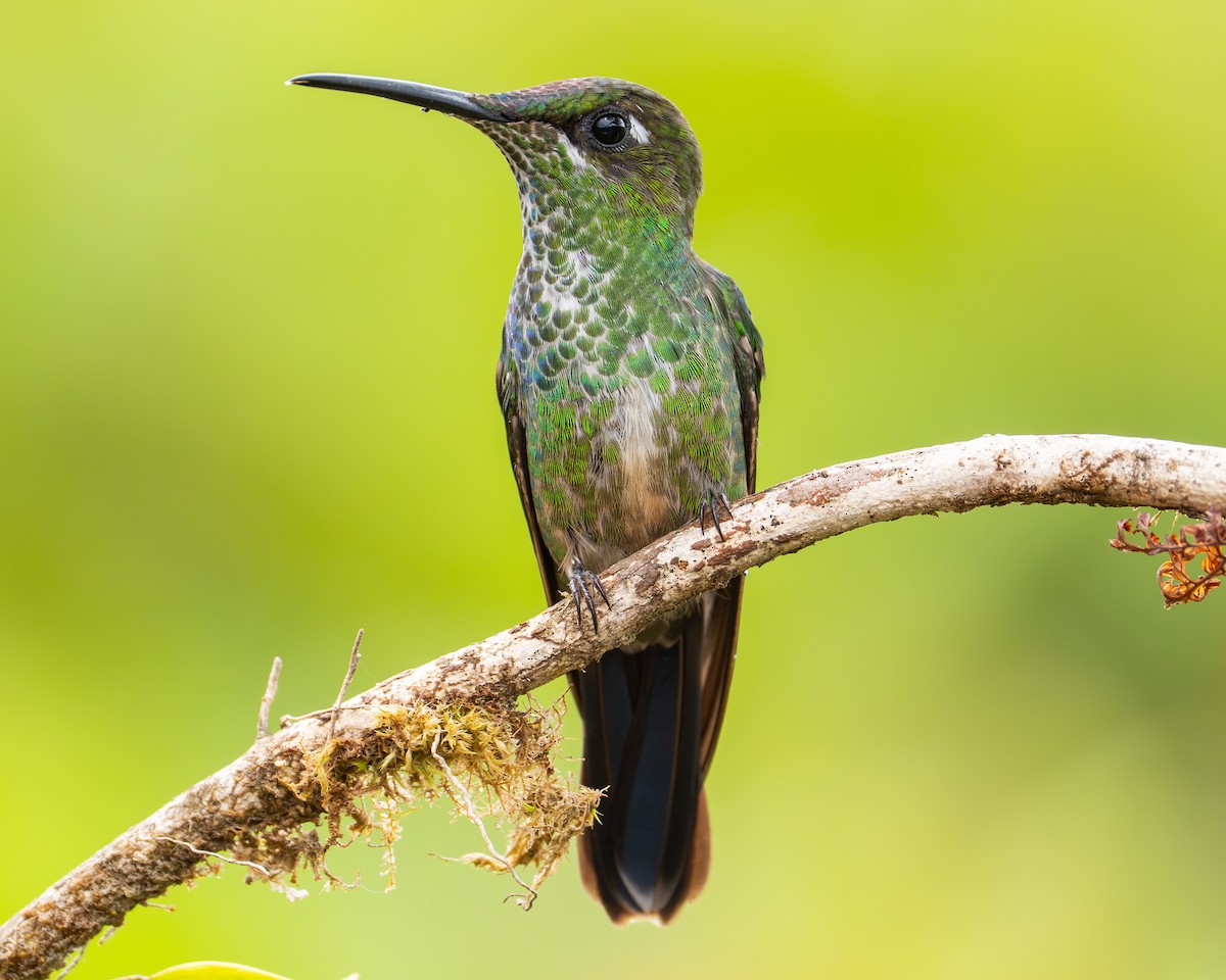 Колібрі-діамант рубіновогорлий - ML647151786
