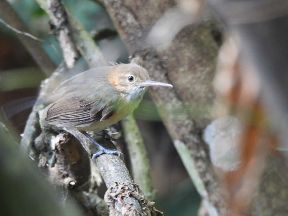 Комароловка довгодзьоба - ML647151788